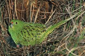 easterngroundparrot